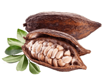 cacao